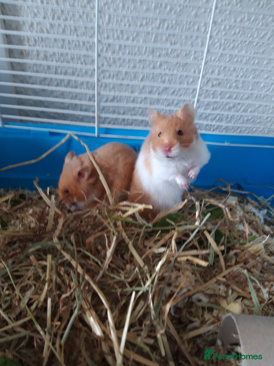 Hamster rodents for sale: Baby syrian hamsters long and short hair £12 each in Manchester - Image 2