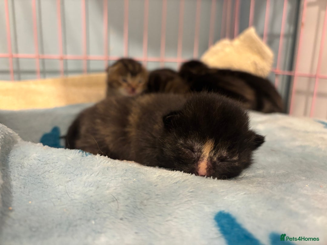 Mixed Breed cats for sale: 5 Gorgeous kittens for reserve - Image 22