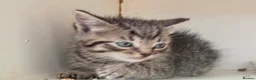 Mixed Breed cats for sale: For sale kittens  in Banbury - Advert 5
