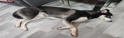 Siberian Husky dogs for sale: Female Siberian Husky - 8 Months Old - Advert 2