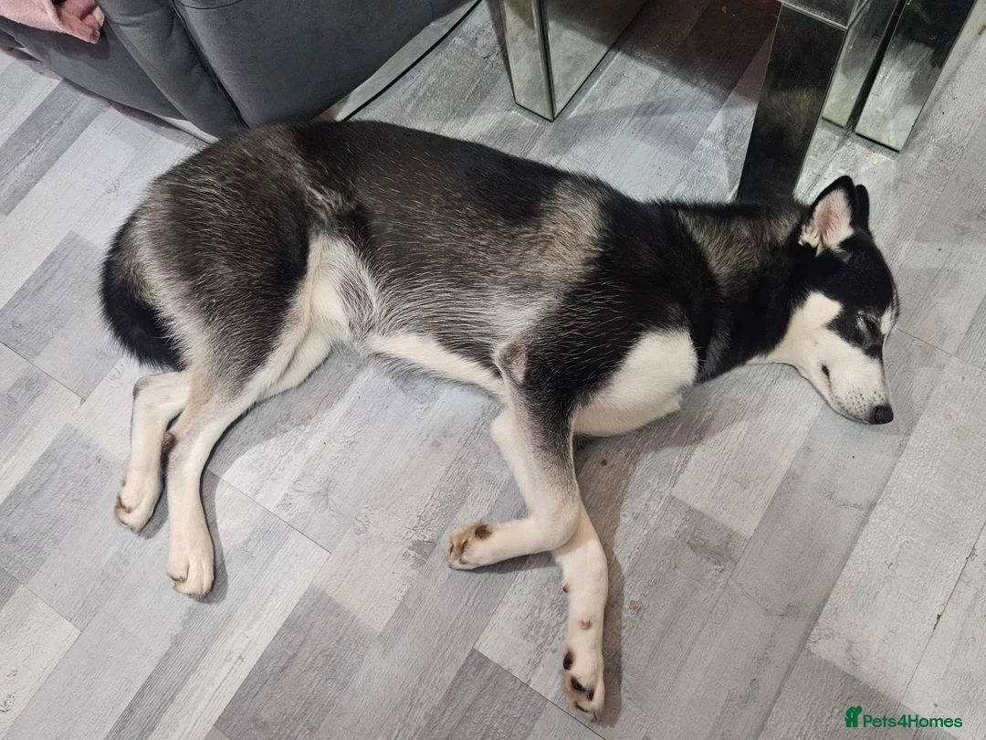 Siberian Husky dogs for sale: Female Siberian Husky - 8 Months Old - Advert 2