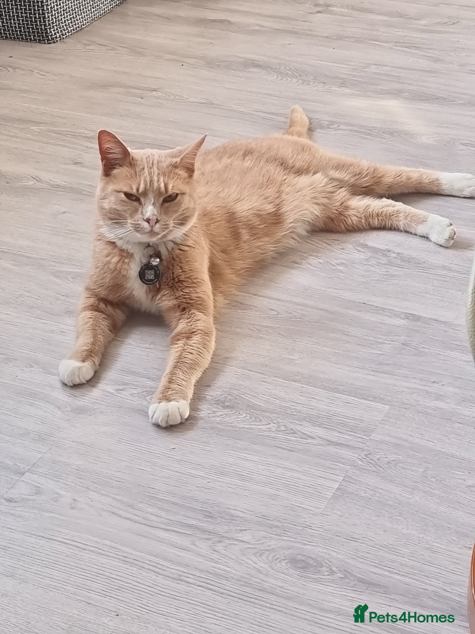 Mixed Breed cats for sale: Gorgeous boys  in Shipston-on-Stour - Advert 2