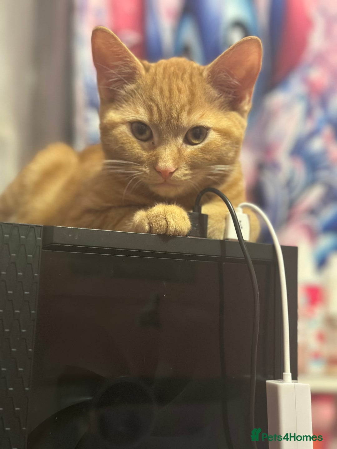 Mixed Breed cats for sale: Kittens  - Advert 7