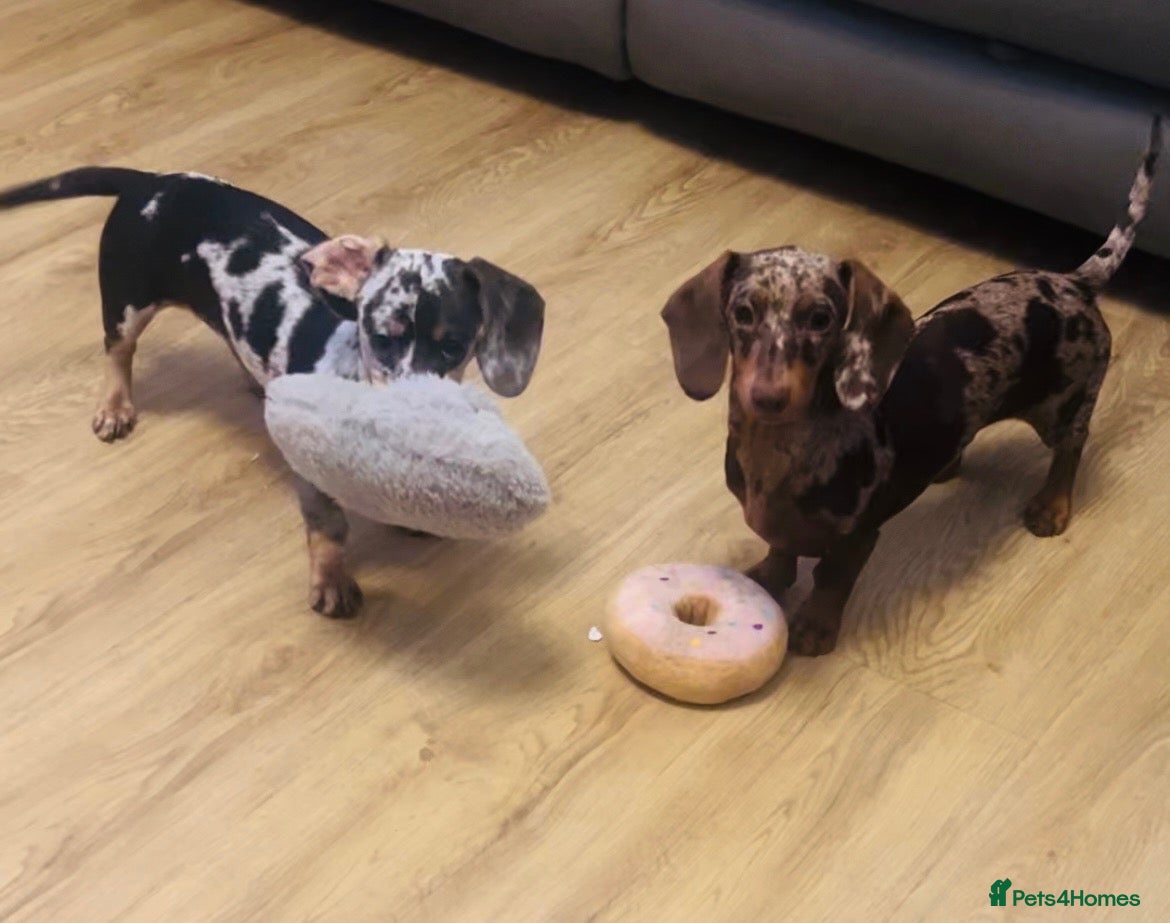 Miniature Dachshund dogs for sale: Dottie and Daisy looking for new home - Advert 2