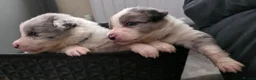 Border Collie dogs for sale: ​Border Collie Pups: Rare Slate Merle & B/W - Advert 4
