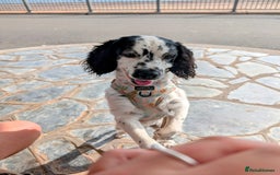 Mixed Breed dogs for stud: Smudge  - Image 5