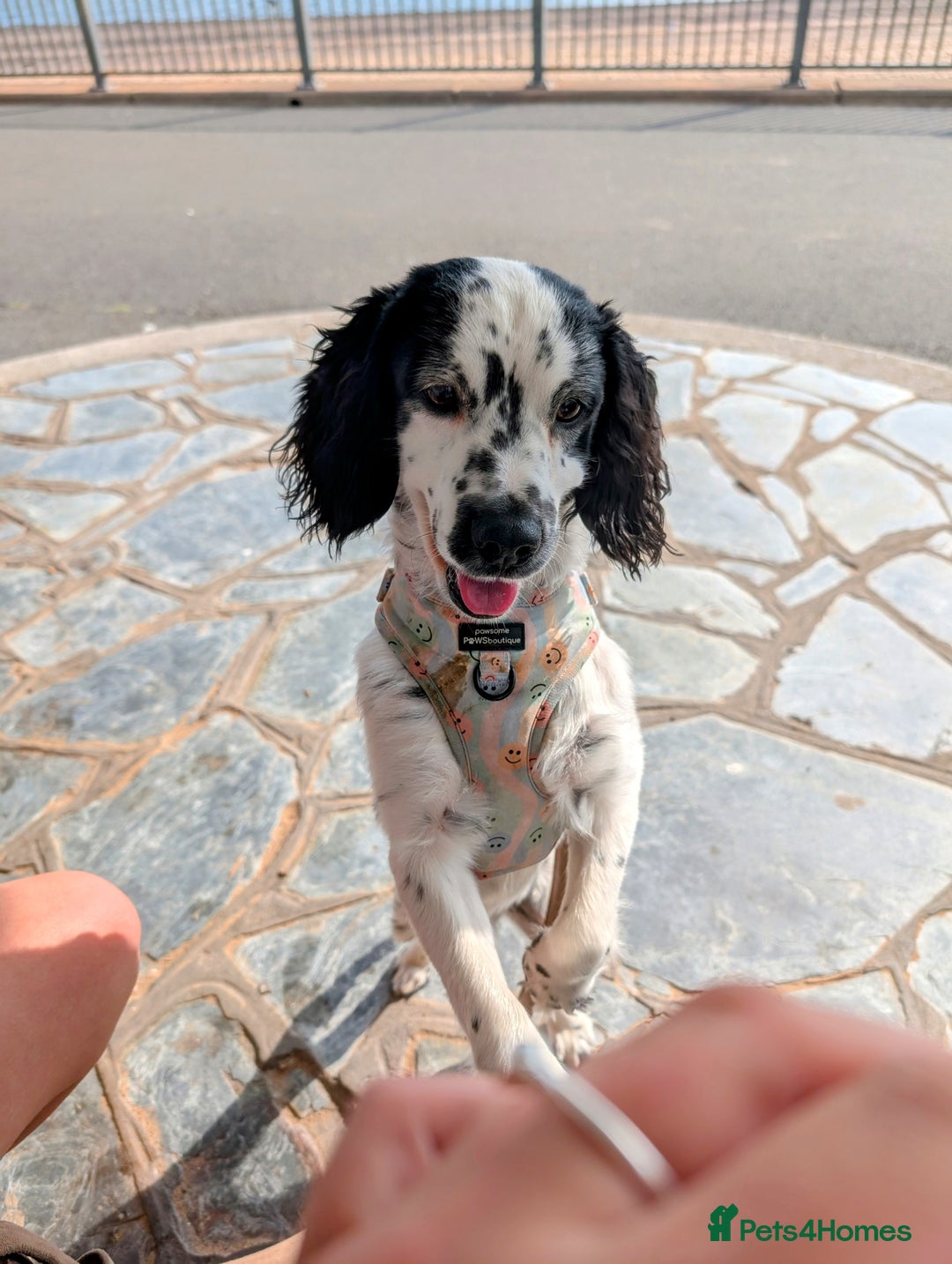 Mixed Breed dogs for stud: Smudge  - Image 5