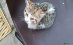 British Shorthair cats for sale: half british short hair & domestic short hair - Image 14