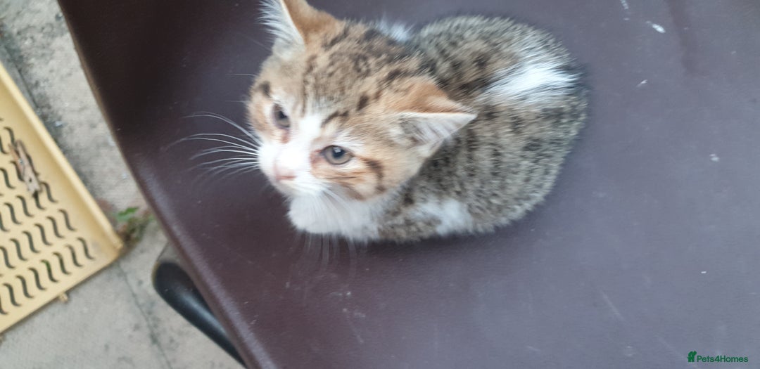 British Shorthair cats for sale: half british short hair & domestic short hair - Image 14