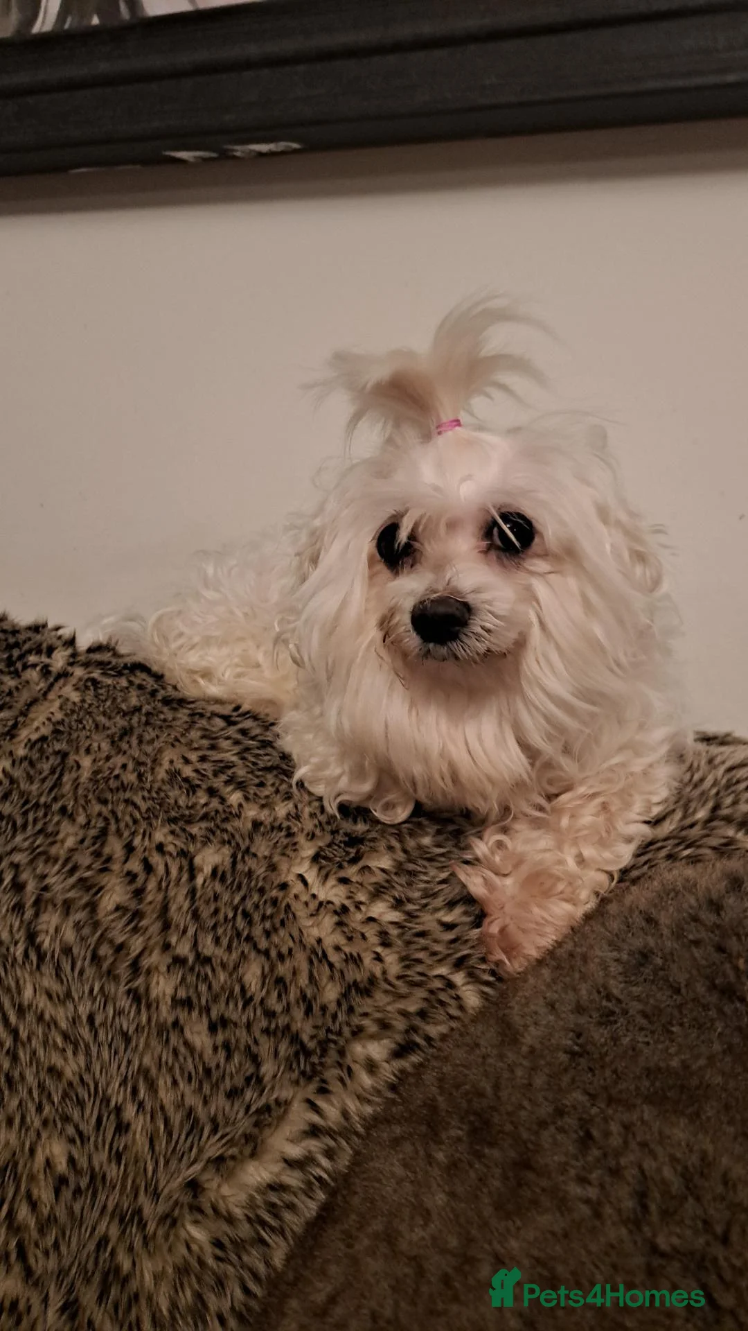 Maltese dogs for sale: Kc Maltese 3 females  - Advert 10