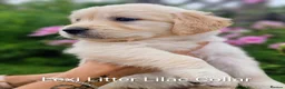 Golden Retriever dogs for sale: Show Line Golden Retriever pups available - Advert 10
