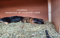 Guinea Pig rodents for sale: Guinea pigs for sale - Image 2