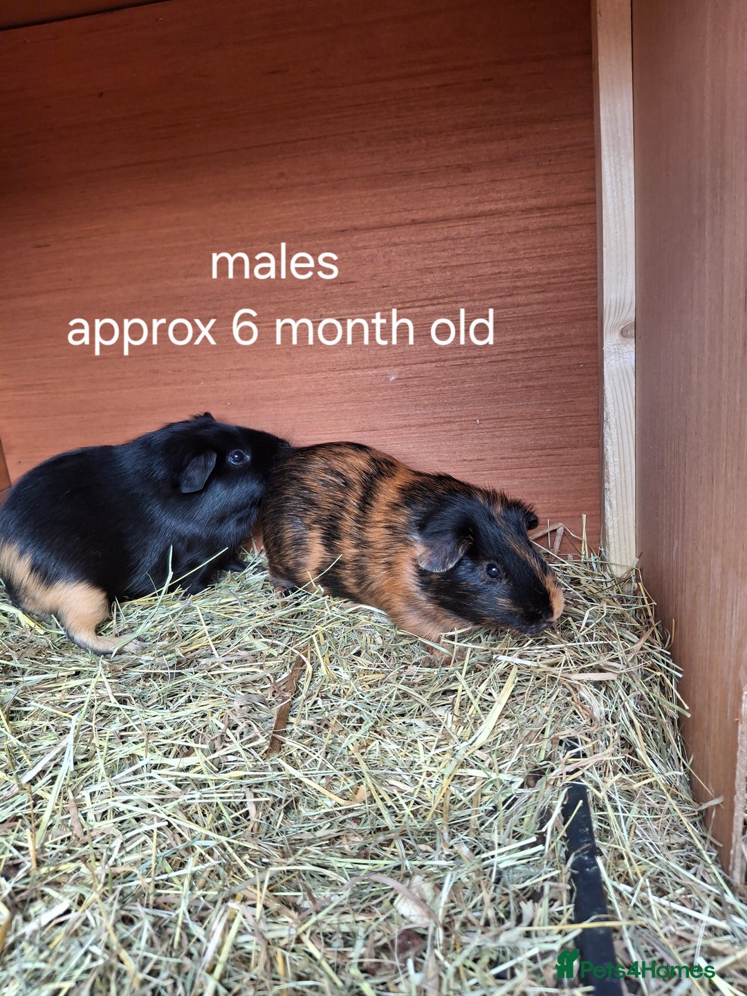 Guinea Pig rodents for sale: Guinea pigs for sale - Image 2