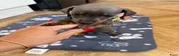 Dachshund dogs for sale: Dachshund Puppies - Advert 8