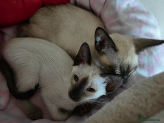 Oriental cats 2 late bloomers, gccf registered purebred siamese - Advert 6