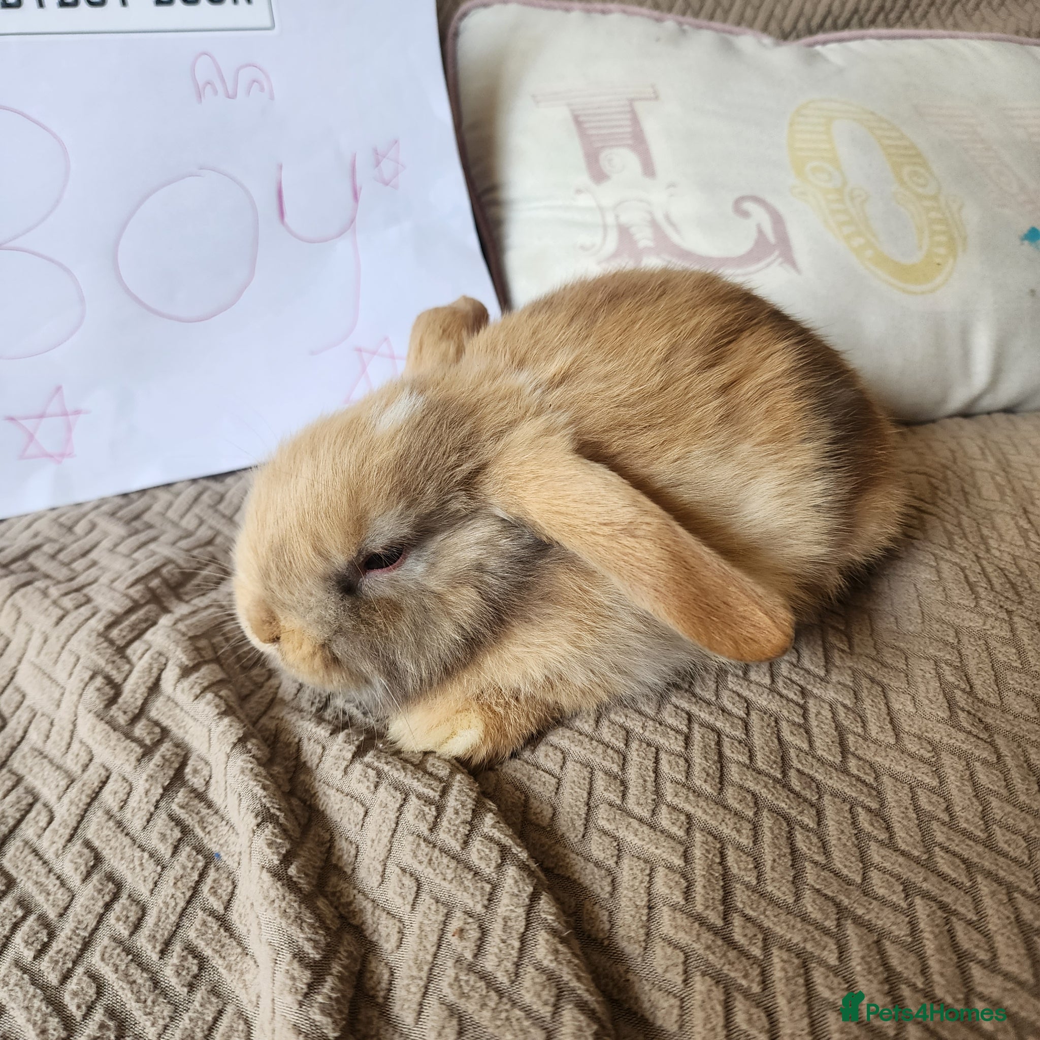 Mini Lop rabbits Stunning Mini Lops from Keeper's Mini Lops  - Advert 19
