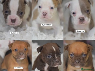 Old Tyme Bulldog dogs 5⭐️RATED COUNCIL APPROVED💥LICENSED 23 YEAR EXPERT - Advert 6