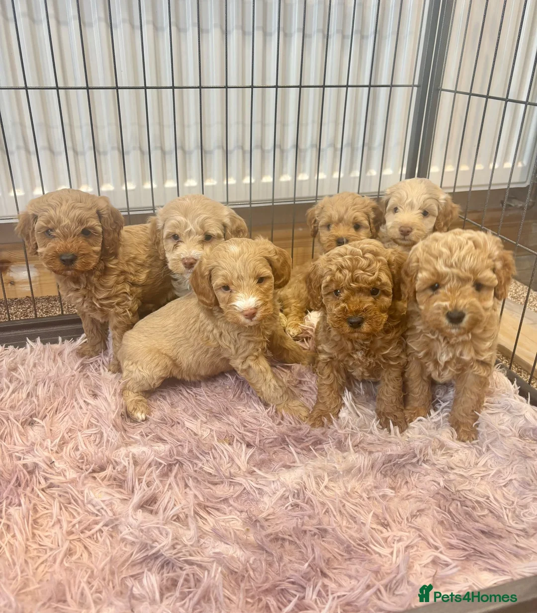 Cockapoo dogs for sale: Cockapoo Puppies Ready Now in Norwich - Advert 2