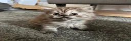 Persian cats for sale: 3 Cute Persian Kittens available Ready To Leave! in London - Advert 12