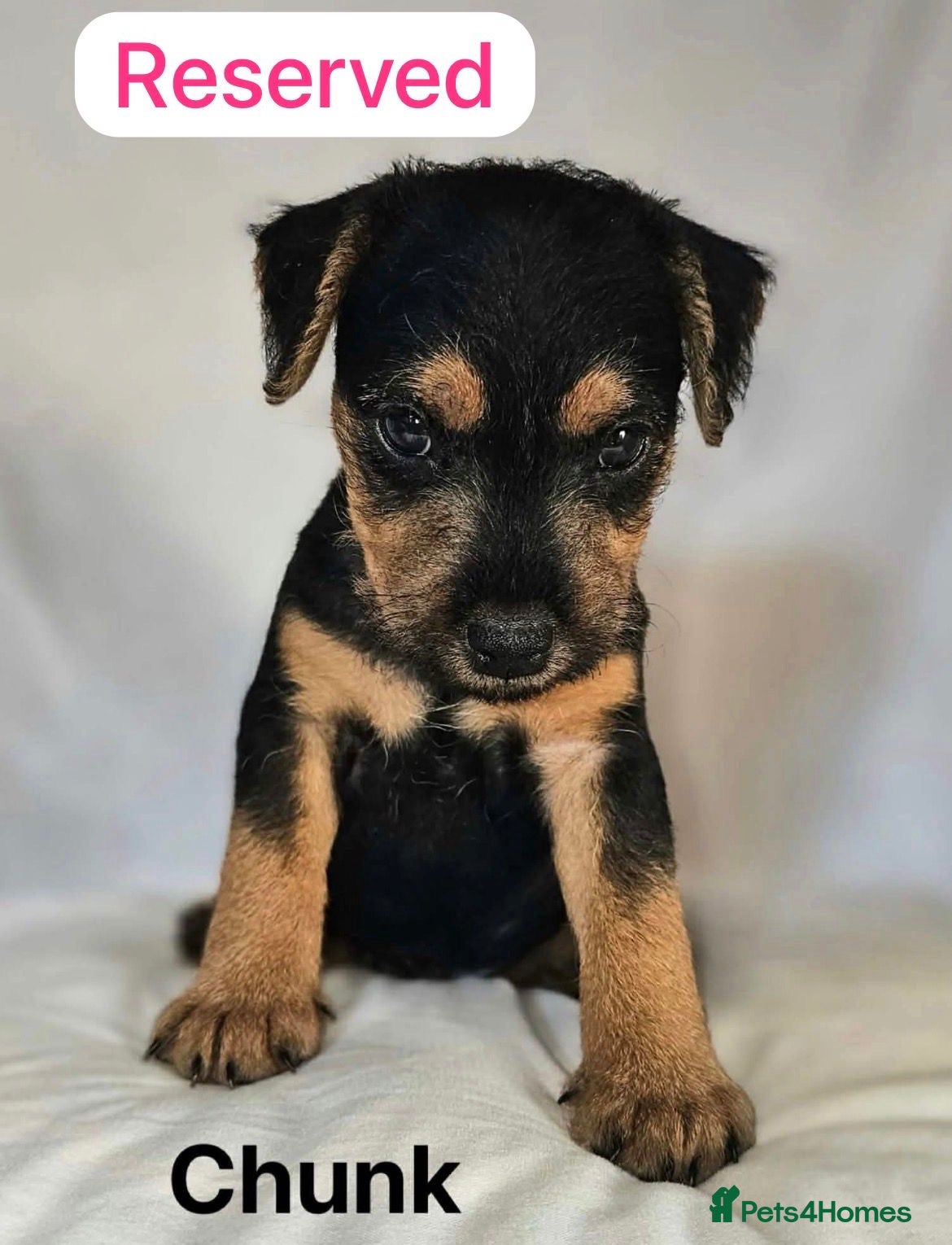 Lakeland Terrier dogs Lakeland terriers - Advert 3