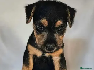 Lakeland Terrier dogs Lakeland terriers - Advert 3