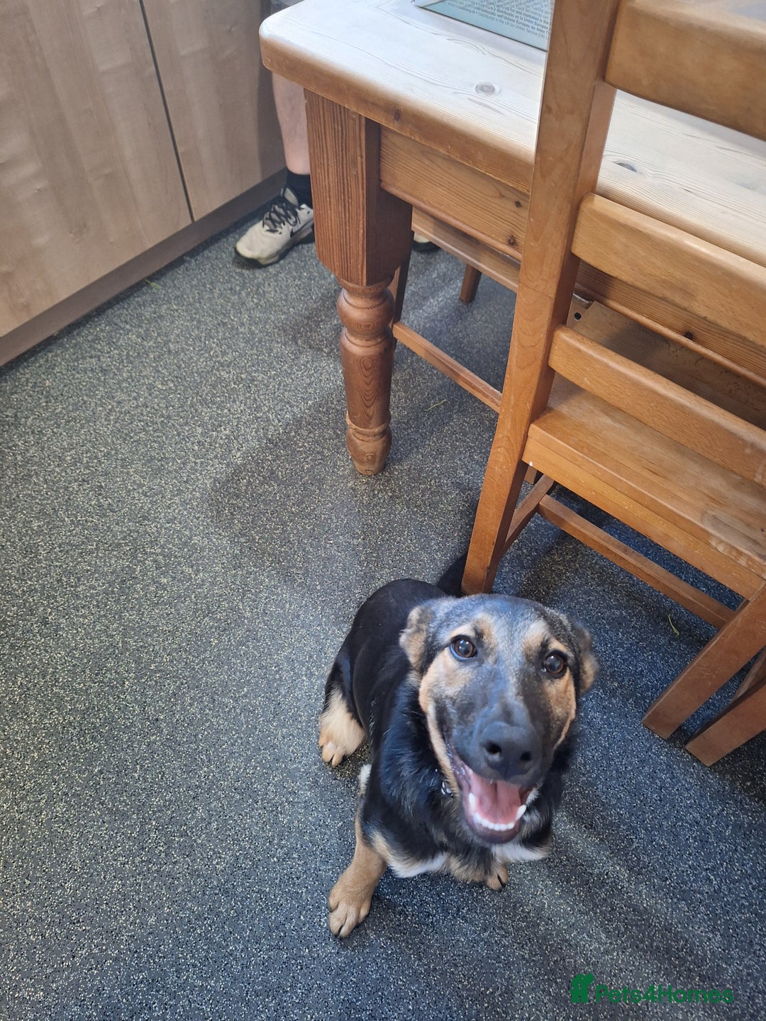 Mixed Breed dogs for sale: Poppy - Image 2