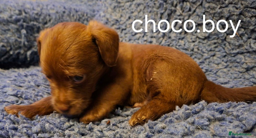 Jackapoo dogs for sale: JACKAPOO PUPPIES - Advert 8