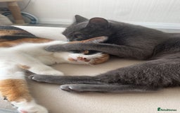 Mixed Breed cats for sale: Two Female Cats - Image 2