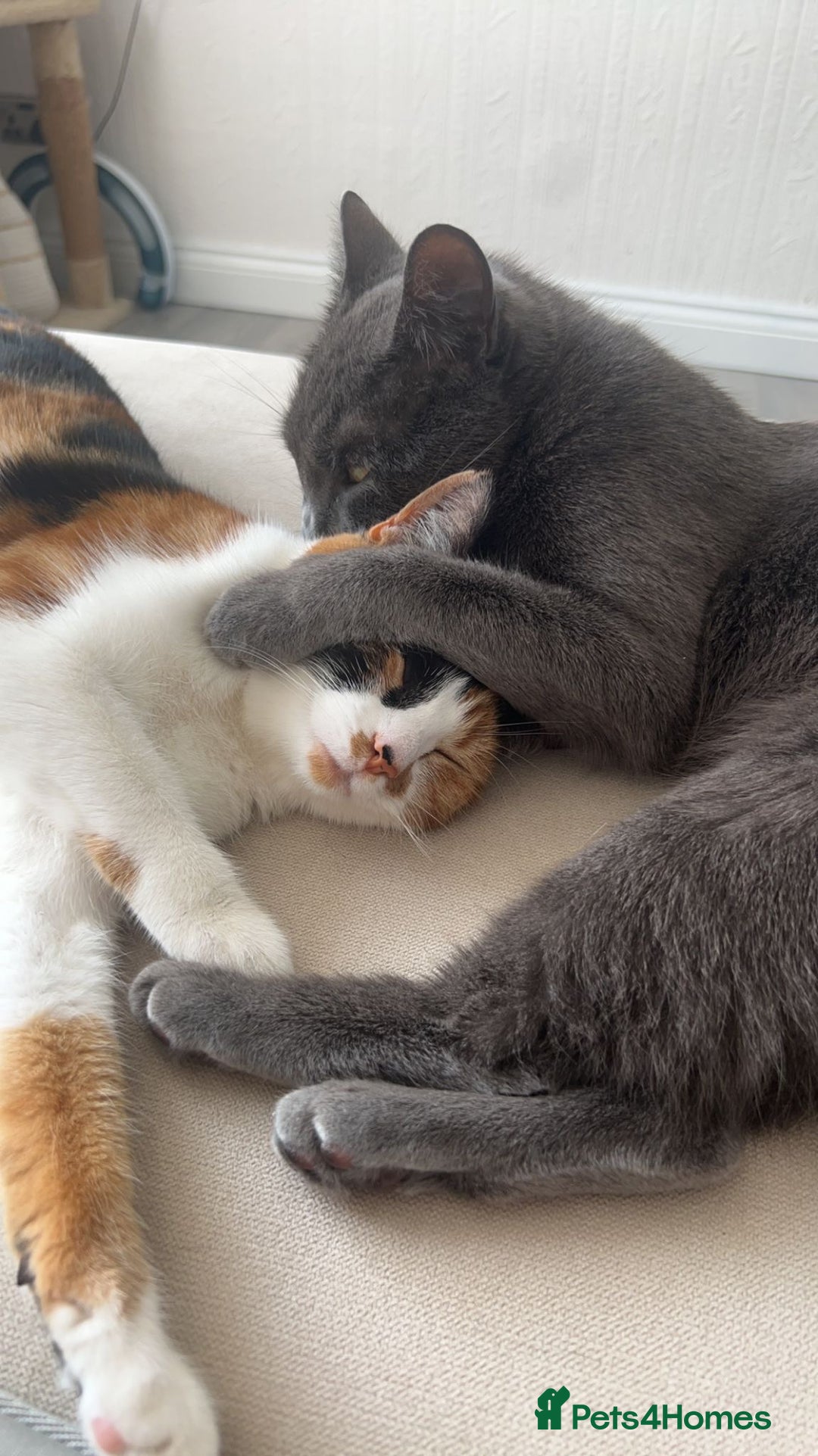 Mixed Breed cats for sale: Two Female Cats - Image 2