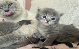 Siberian cats for sale: Siberian x British Shorthair Girls  - Image 20