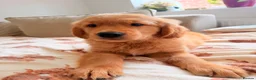 Golden Retriever dogs for sale: Perfect Golden Retriever Boy Left✨🐾 in Catterick Garrison - Advert 1