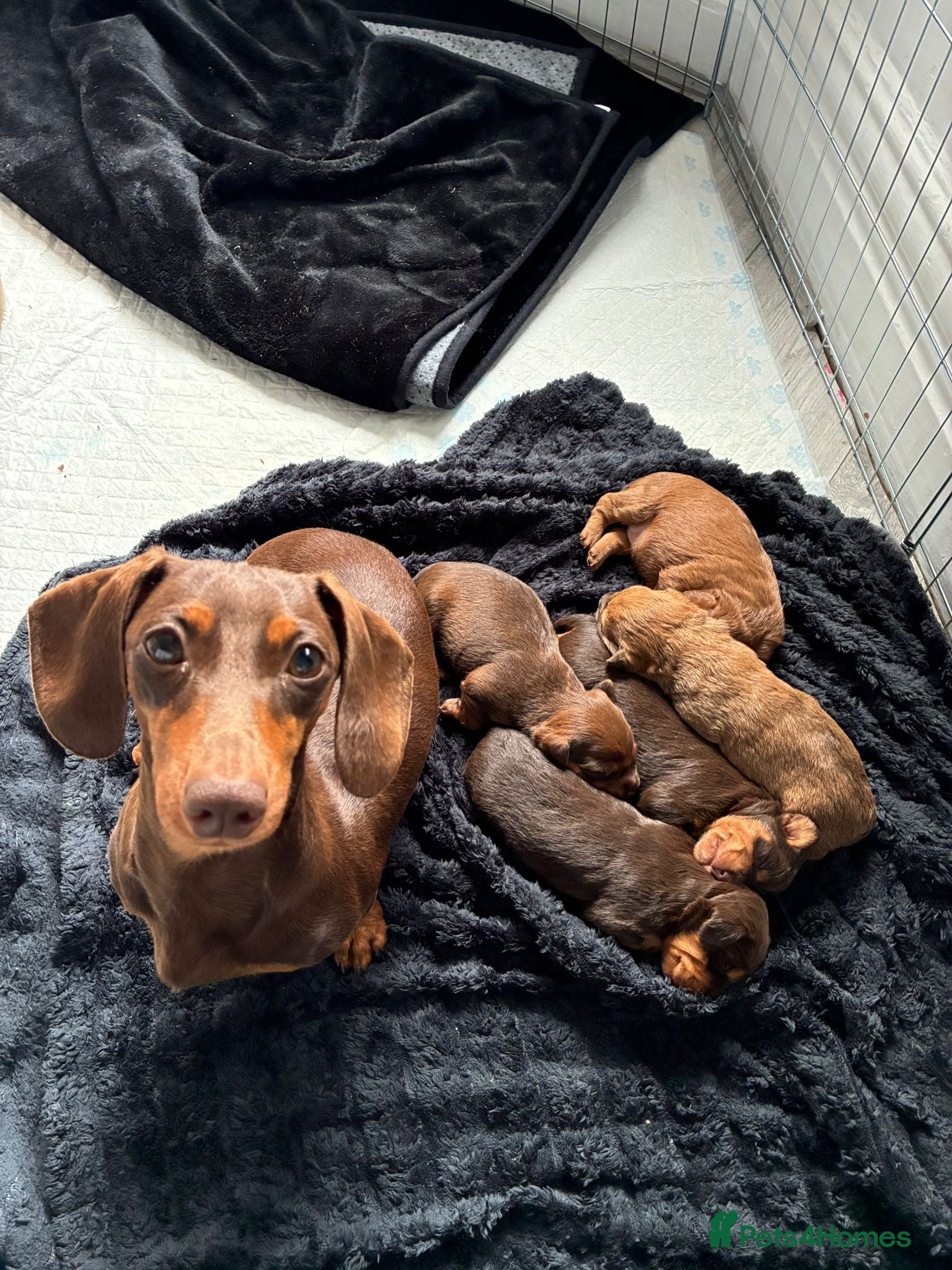 Mixed Breed dogs for sale: Shihpoo x miniture chocolate dachshund schweenies - Advert 1