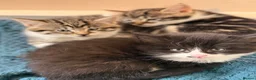 Mixed Breed cats for sale: 3 adorable kittens one boy, two girls - Advert 1
