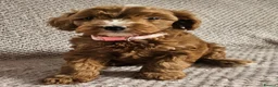Cavapoo dogs for sale: F1b Cavapoo Puppies!!  - Advert 12