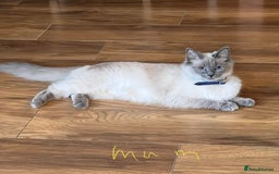 Ragdoll cats for sale: Ragdoll kittens - Image 17