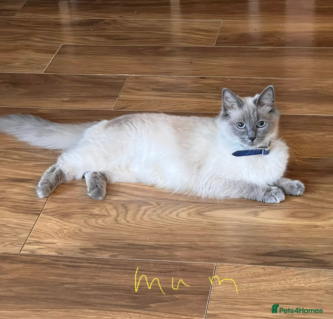 Ragdoll cats for sale: Ragdoll kittens - Image 17
