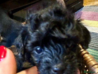 Yorkiepoo dogs Chihuahua-Yorkipoos vaccinated chipped and ready - Advert 4