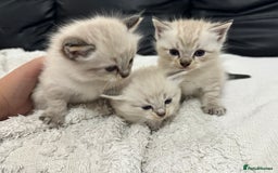 Ragdoll cats for sale: Ragdolls  - Image 1