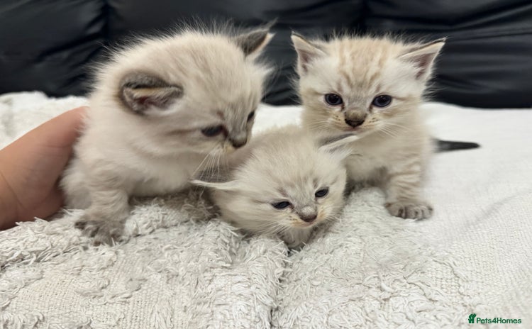 Ragdoll cats - Advert 3