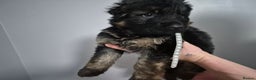 German Shepherd dogs for sale: German Shepherd  - Advert 3