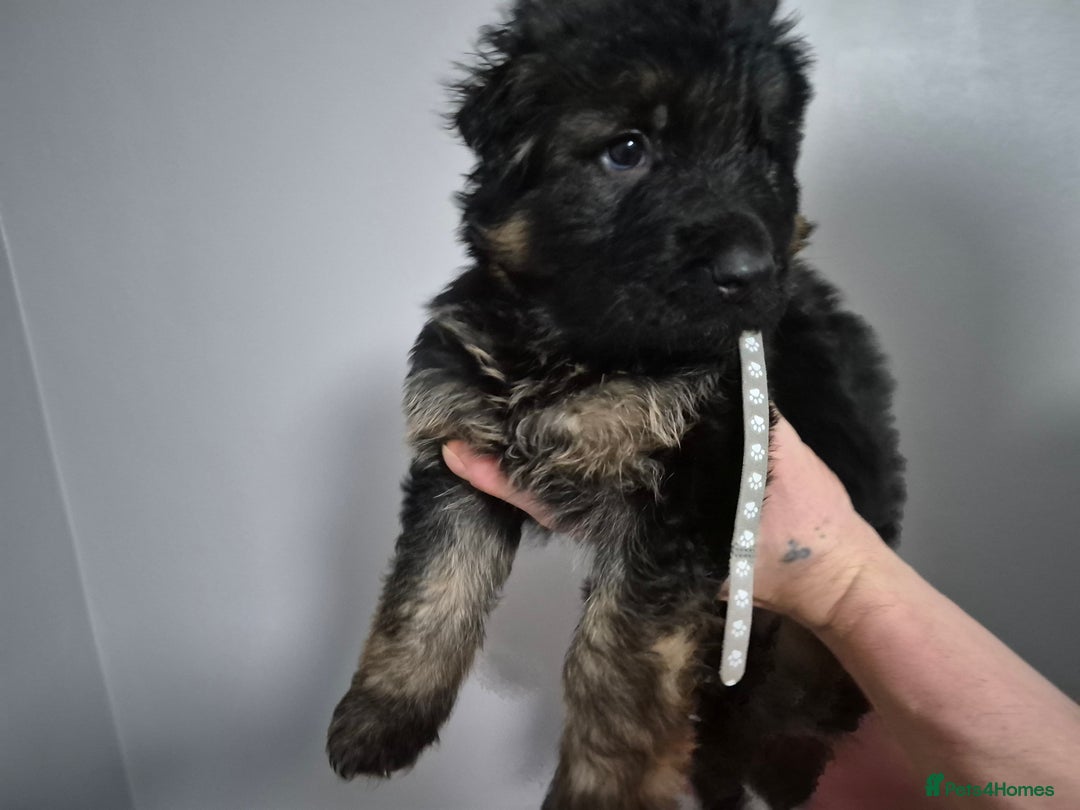 German Shepherd dogs for sale: German Shepherd  - Advert 3