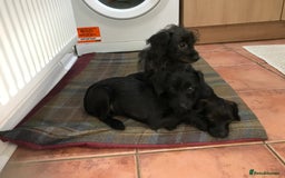 Mixed Breed dogs for sale: Bedlington whippet Italian grayhound x  - Advert 10