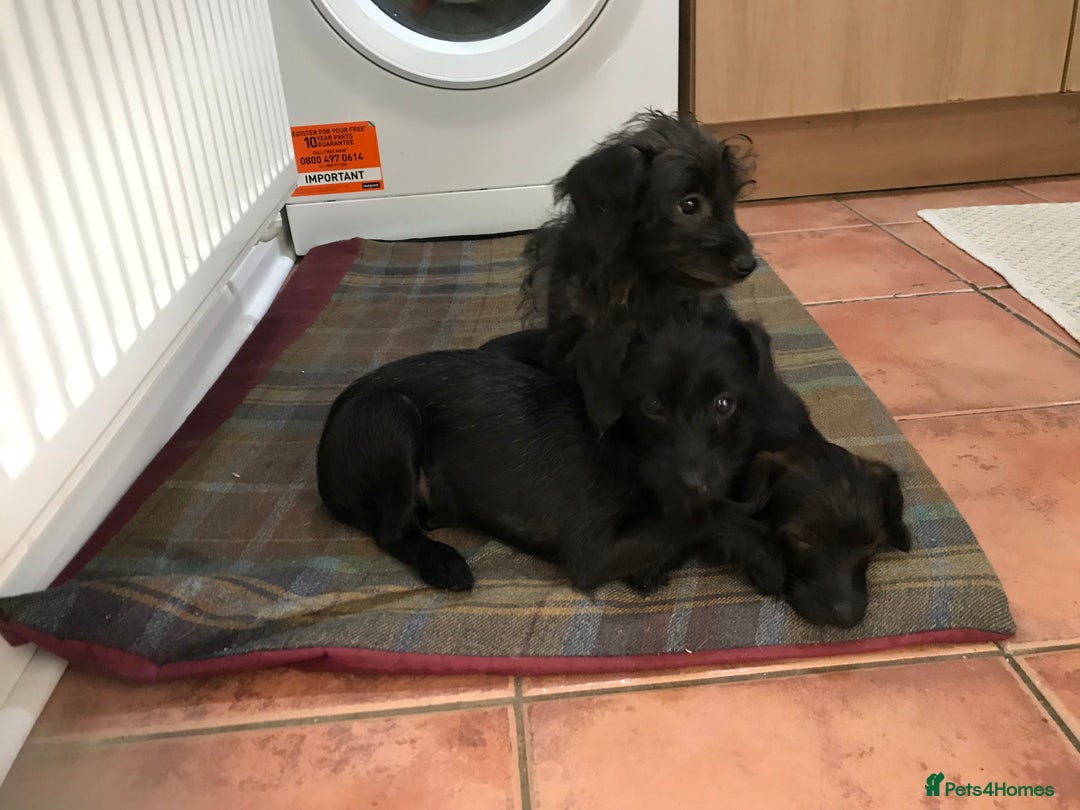 Mixed Breed dogs for sale: Bedlington whippet Italian grayhound x  - Advert 10