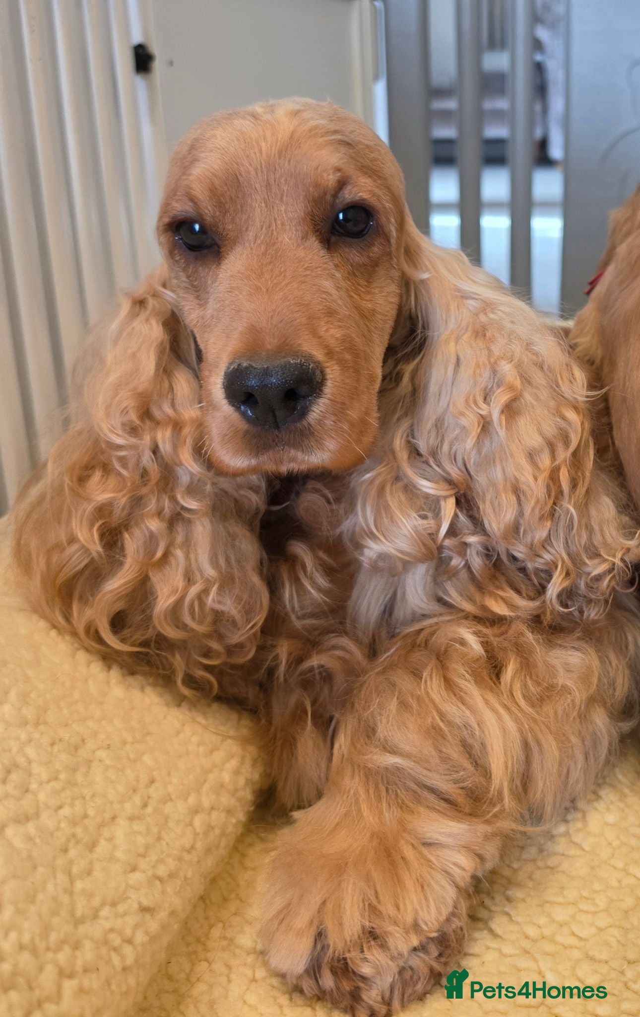 Cocker Spaniel dogs SHOW TYPE COCKER SPANIELS  - Advert 3