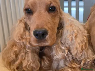 Cocker Spaniel dogs SHOW TYPE COCKER SPANIELS - Advert 3