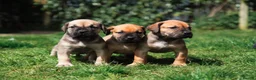 Boerboel dogs for sale: Waitlist now open - due early October in Horsham - Advert 12