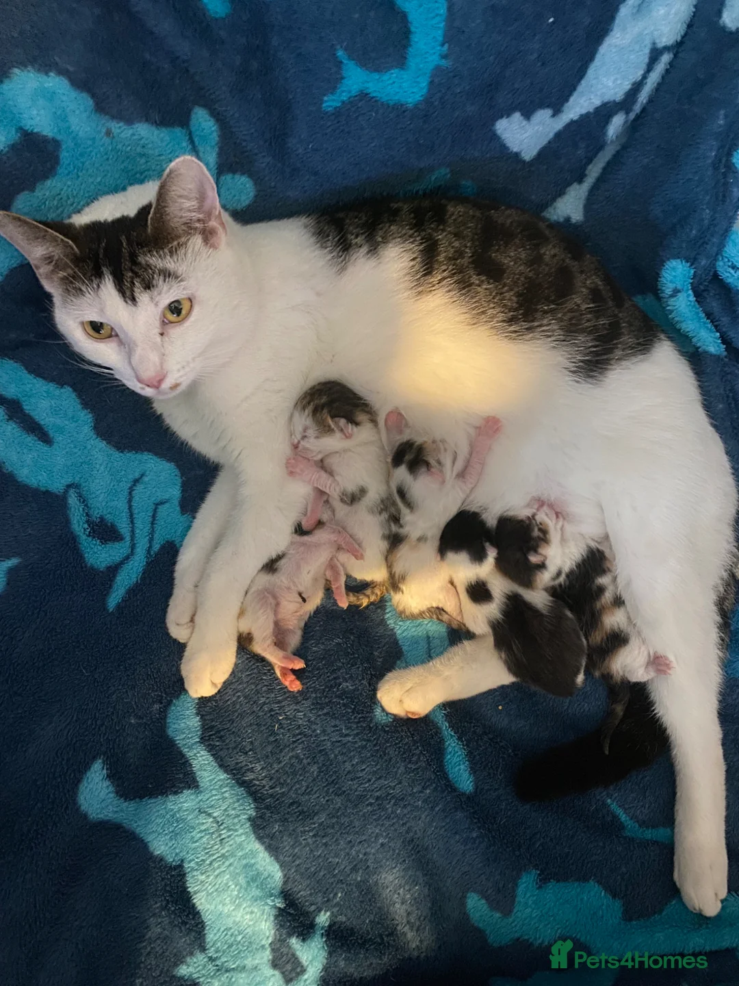 American Wirehair cats for sale: Kittens for Sale - Advert 1
