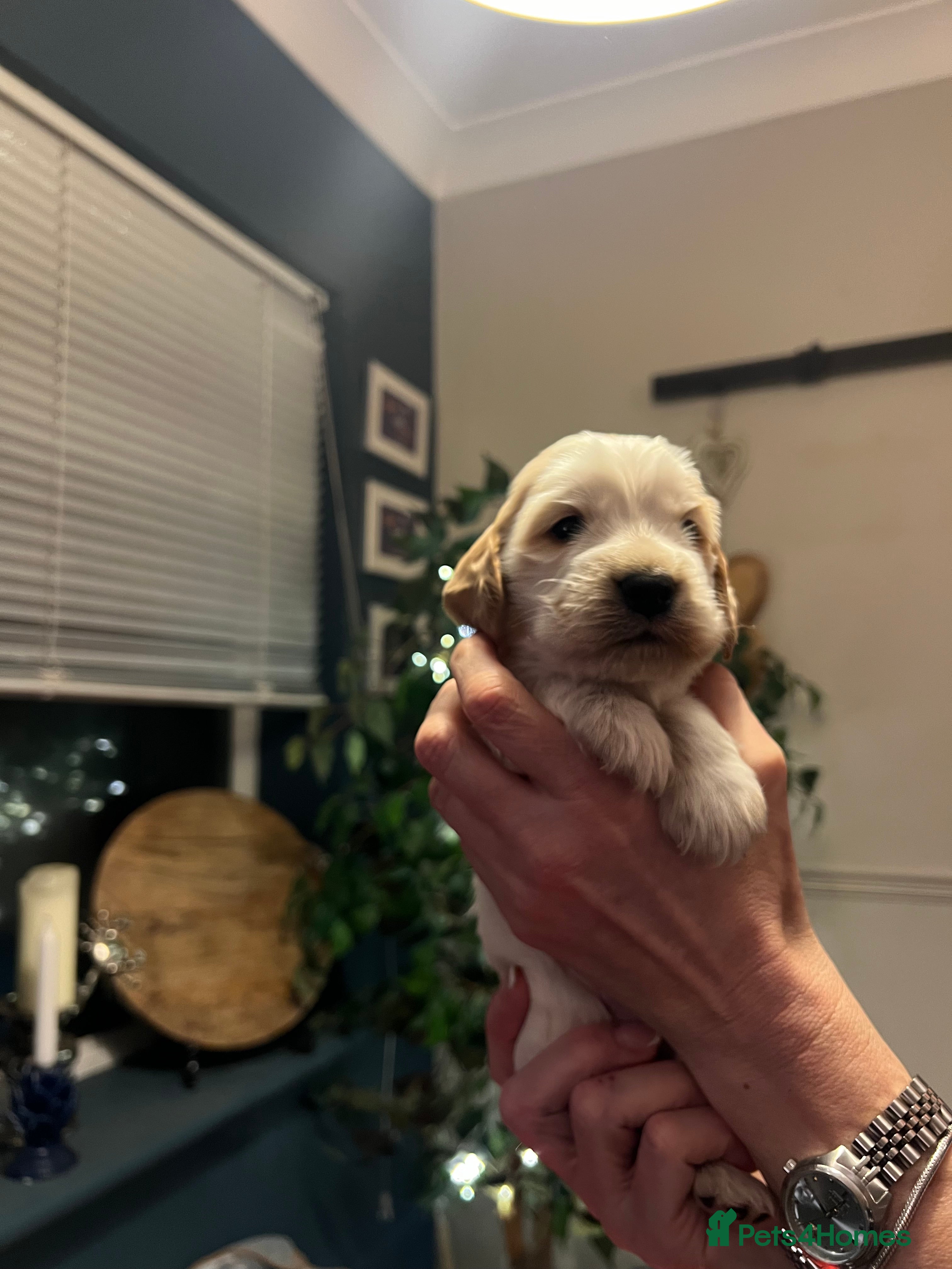Cocker Spaniel dogs Show Cocker Spaniel Puppies - Advert 5