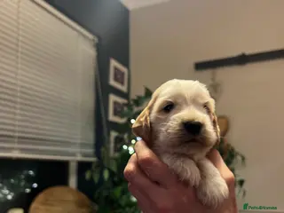 Cocker Spaniel dogs Show Cocker Spaniel Puppies - Advert 2