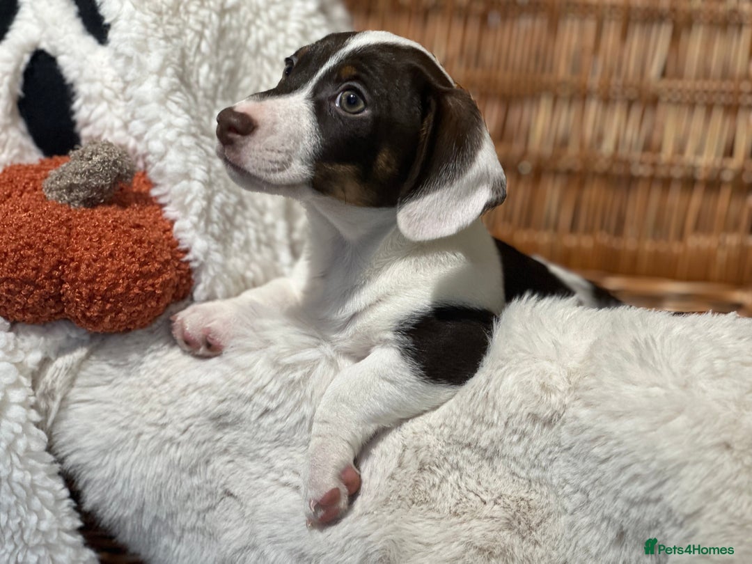 Mixed Breed dogs for sale: Wonderful daxijacks !! 🐶 - Image 10